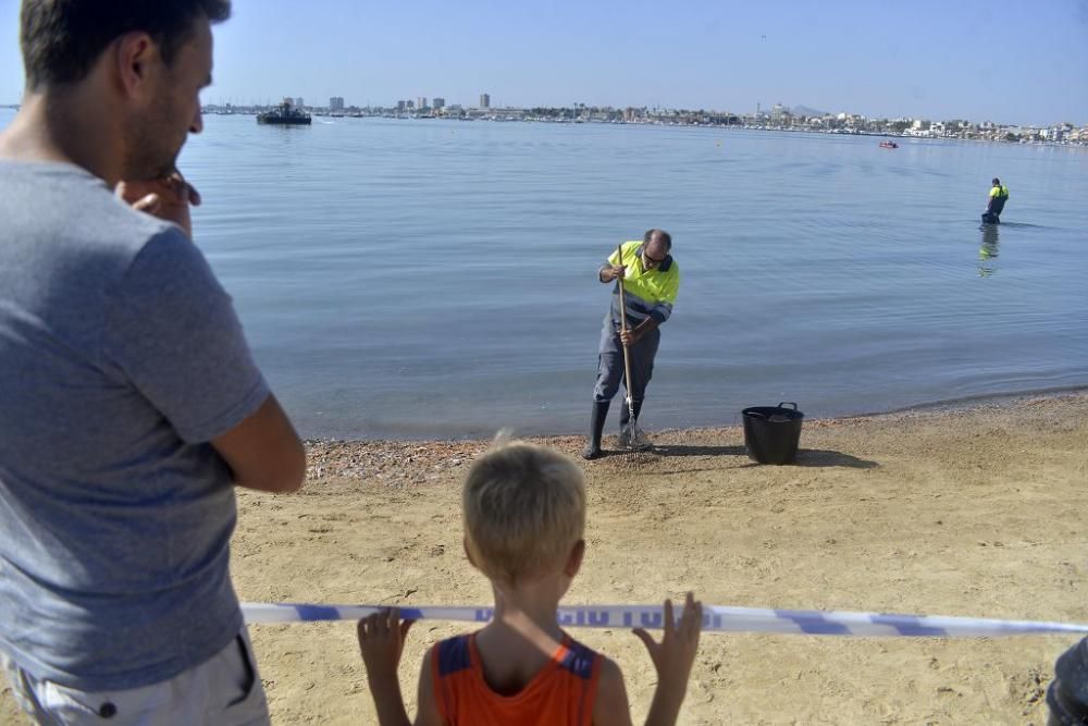 Mar Menor, una laguna sin vida