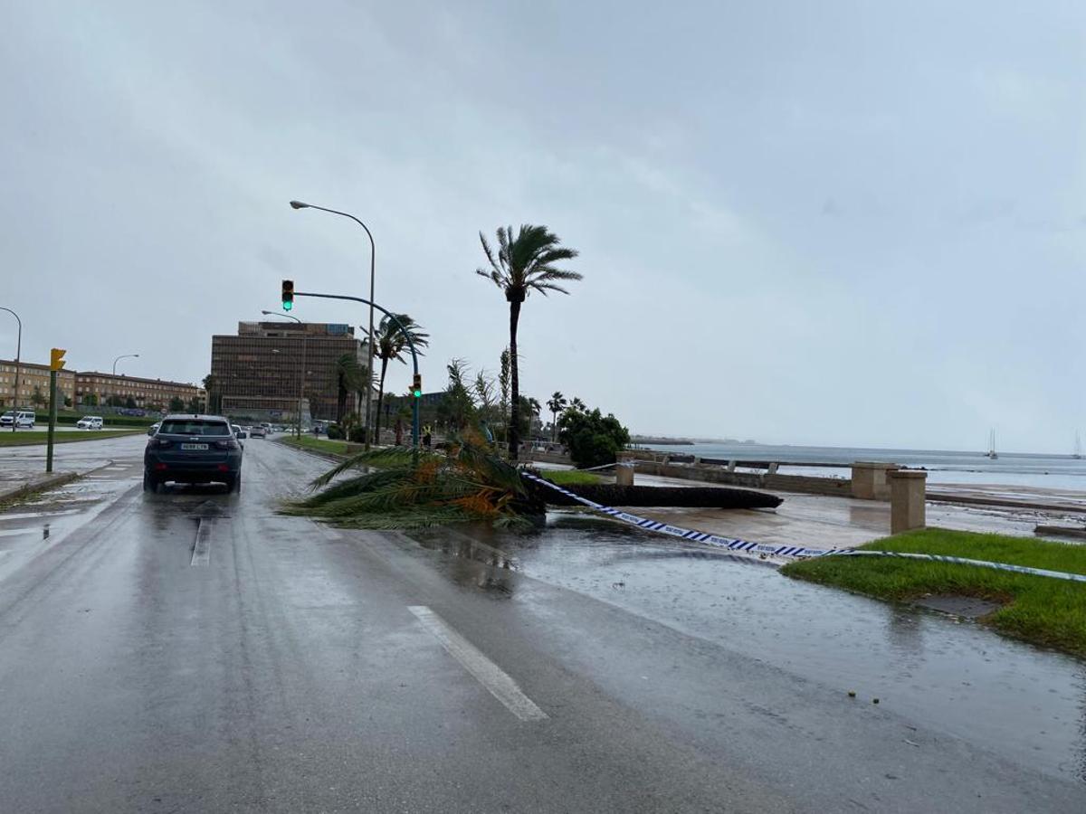 FOTOS │Una intensa tormenta barre Mallorca FOTOS │Una intensa tormenta barre Mallorca