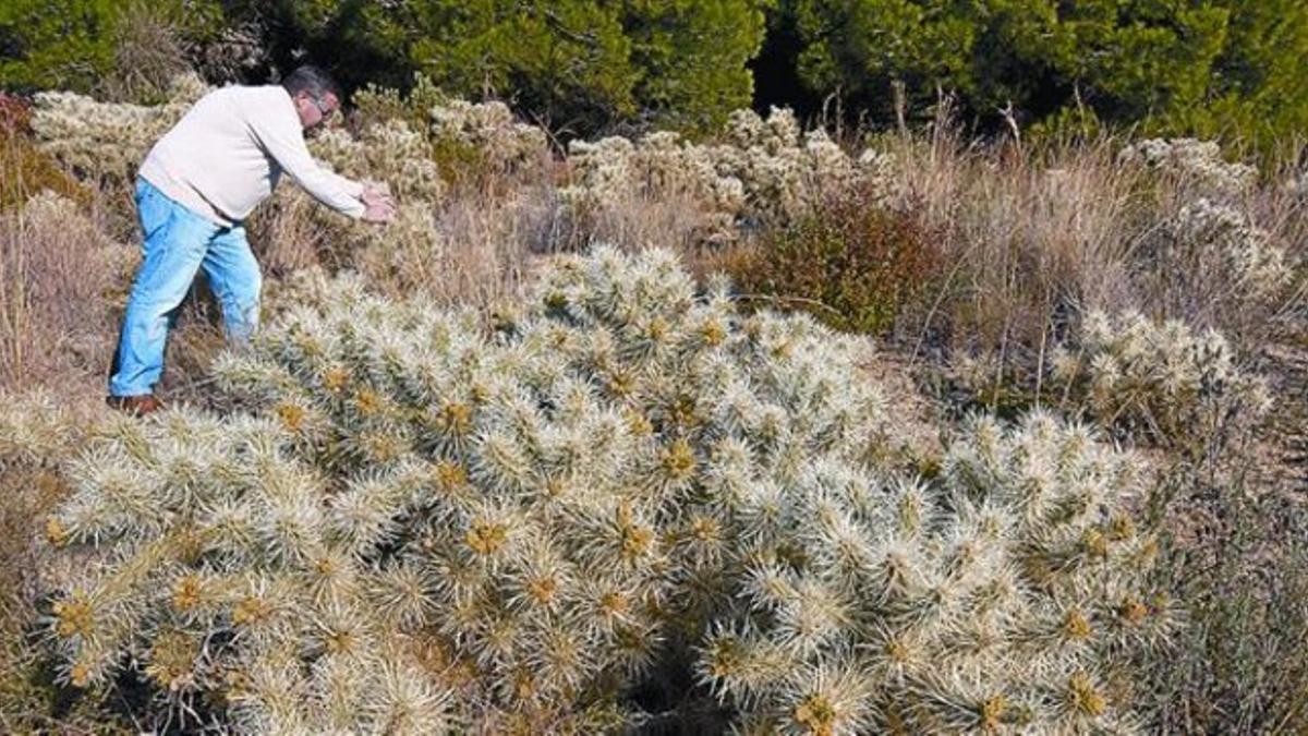 Una colonia del cactus invasor 'Cylindropuntia tunicata' en las cercanías de Argentona.