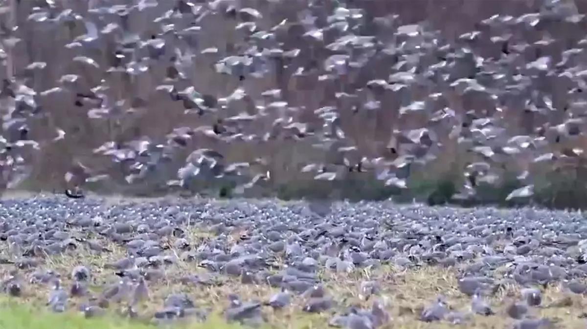 Bandada de palomas torcaces