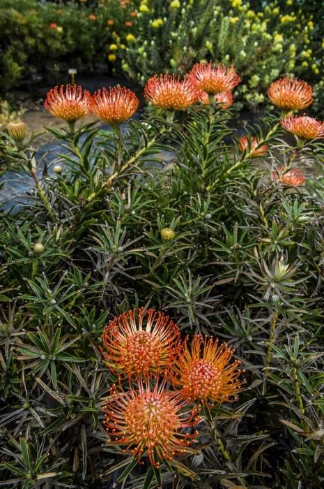 Visita a una plantacion de proteas een la Granja Agrícola del Cabildo. FOTOS: JC CASTRO