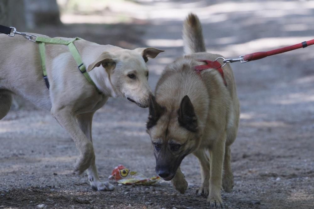 I Marxa Solidària Canina de Diari de Girona