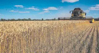 Galicia capea el bloqueo ruso al cereal ucraniano acudiendo a otros mercados, pero con mayor coste