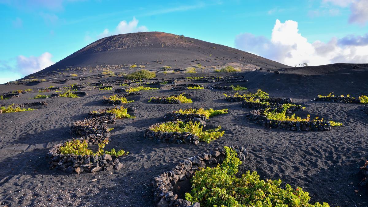 Viñedos en La Geria, Lanzarote