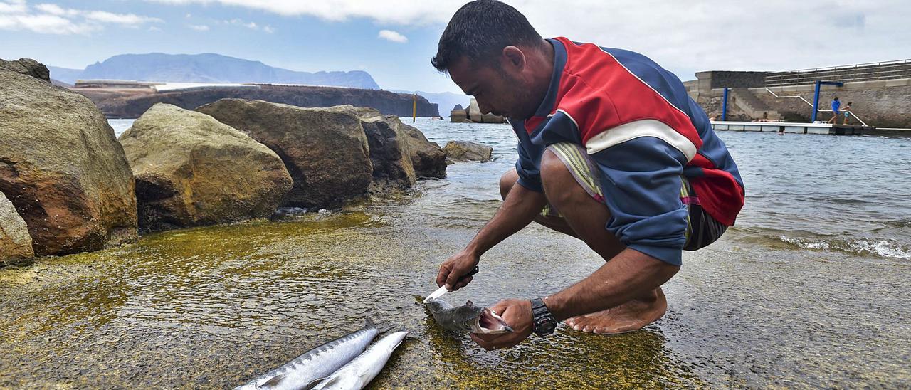 Aridane Ruiz Jiménez limpia en el varadero de Sardina, ayer, tres bicúas recién pescadas a bordo de su kayak. | | ANDRÉS CRUZ