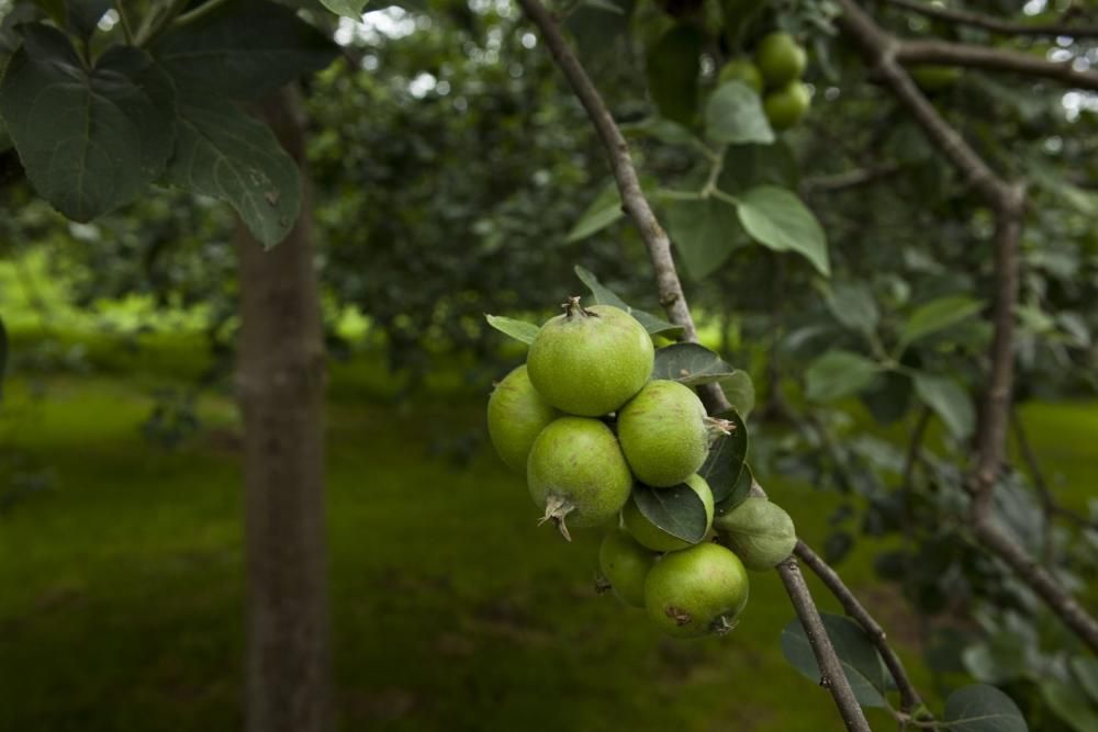 La mejor sidra de Asturias 2016 del Festival de Nava. Llagar Piñera, Deva