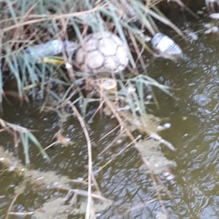 Basura y animales muertos en el Parque de la Paz