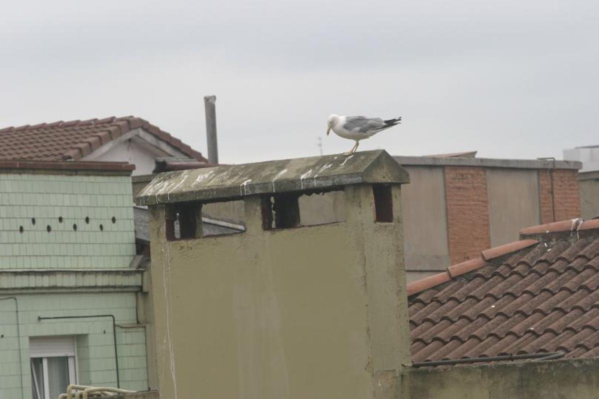 Una gaviota en un tejado en el centro de la ciudad. | M. L.