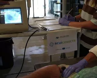 Nueva técnica para medir la fertilidad del pulpo hembra