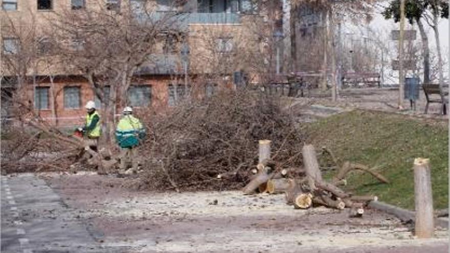 Treballadors de l&#039;empresa contractada per l&#039;Ajuntament, ahir, talant els arbres de la plaça ciutat de Figueres.