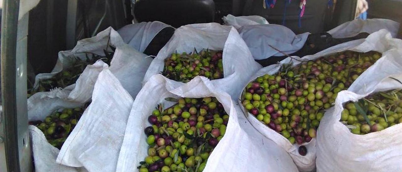 Aceitunas incautadas