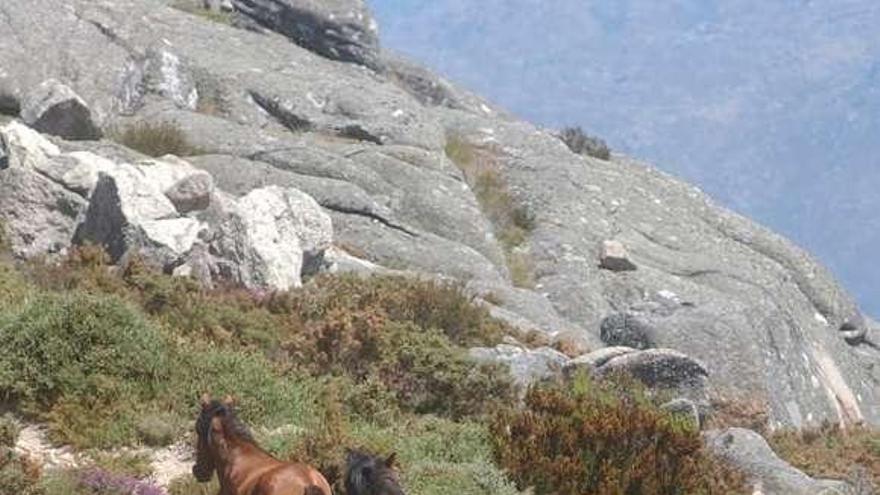 Serra do Xurés, con animales en estado de semilibertad.  // Iñaki Osorio