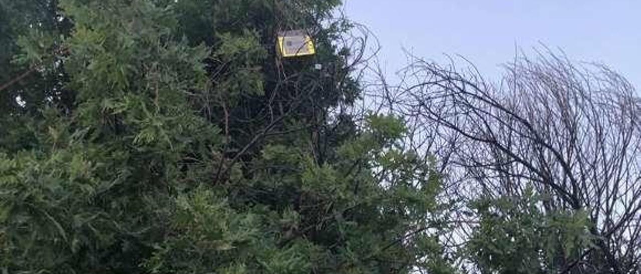 La caja cayó en lo alto de un árbol, en un monte de Laza. // FdV