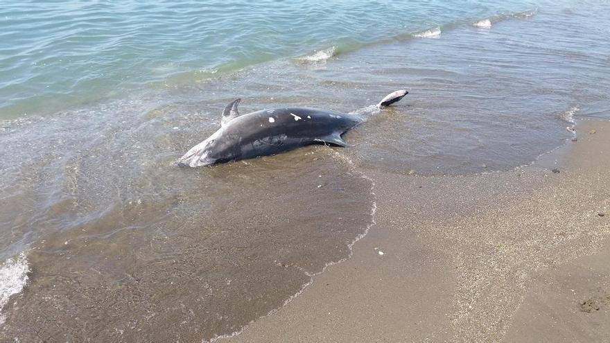 Cuerpo del delfín encontrado en Los Rubios.