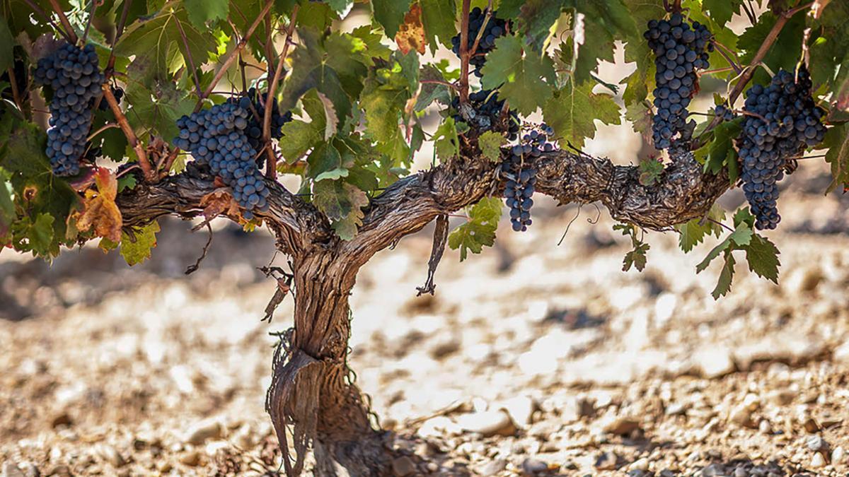 Los vinos premium son aquellos cuyas uvas provienen de viñedos muy controlados