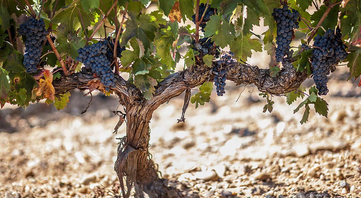 Los vinos premium son aquellos cuyas uvas provienen de viñedos muy controlados