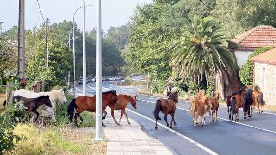 Tráfico parado por el paso de los caballos. // Bernabé / Juan Carlos Asorey