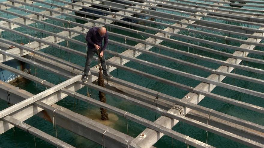 alenciana inicia su campaña 2026 con previsiones de aumento de producción y excelentes condiciones