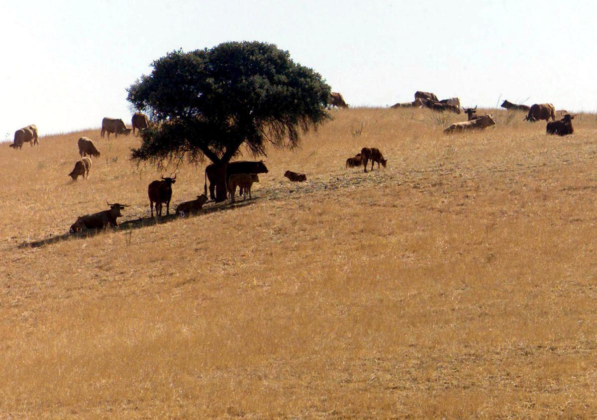 Una estampa del paisaje del Alentejo, en el centro de Portugal.
