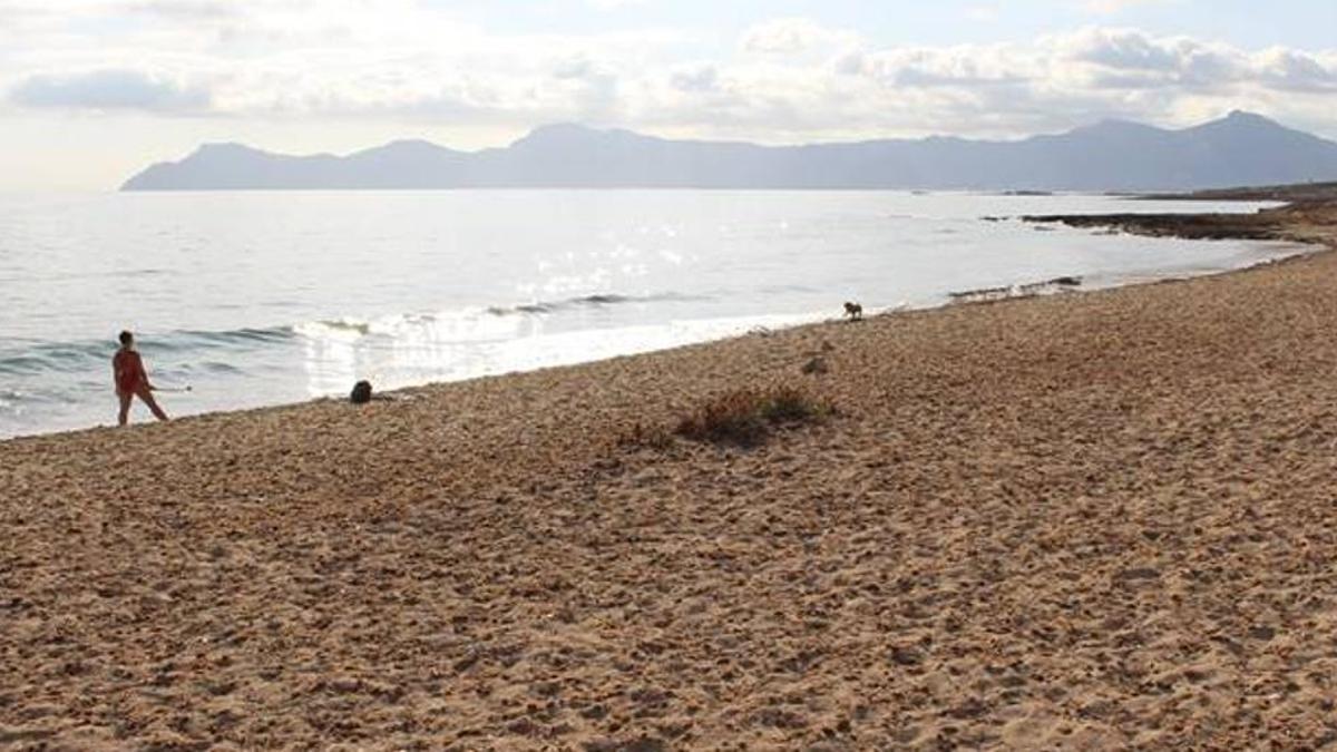 AMPLIACIÓN DEL PARQUE NATURAL Santa Margalida: La playa apta para perros de Son Bauló es incompatible con el parque natural