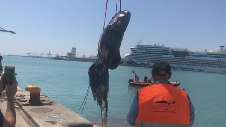 Rescatan los restos de un cachalote en el Puerto de València