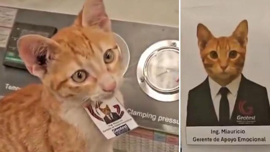 Miauricio, el gato rescatado que fichó por una empresa mexicana como «gerente emocional»