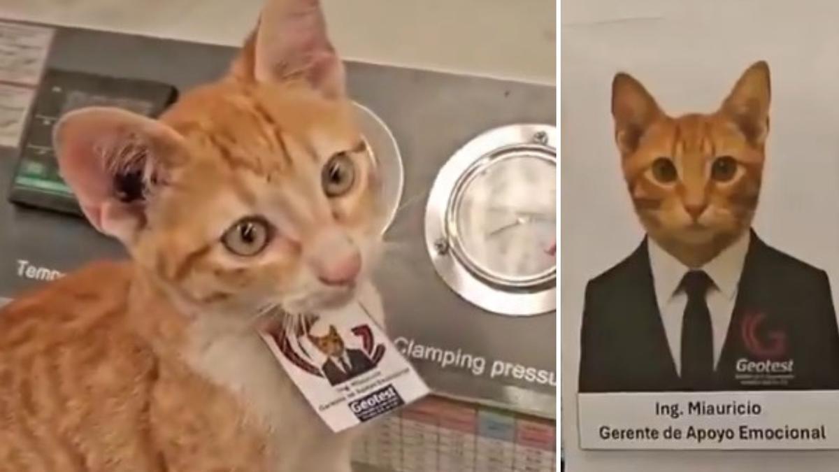 Miauricio, el gato fichado para una empresa mexicana.