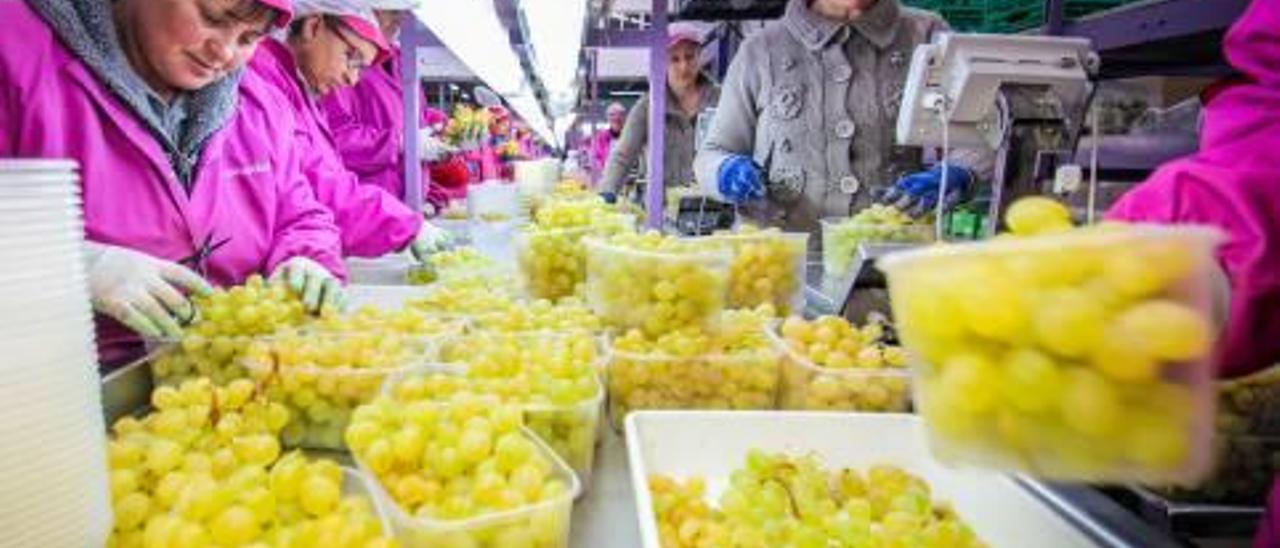 Trabajadores de un almacén de uva del Vinalopó preparan los últimos pedidos.