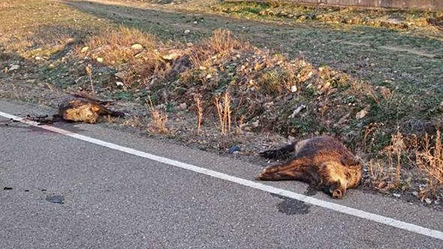 Dos jabalíes yacen muertos sobre el arcén de la carretera tras haber sido atropellados por un conductor.