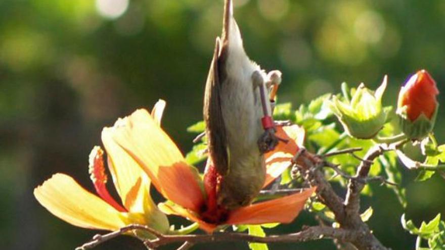 Las flores de Canarias eligieron la polinización de aves frente a insectos  - La Provincia