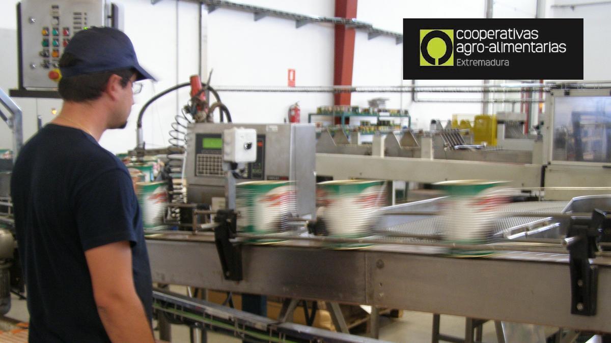 Línea de envasado de una cooperativa de tomate extremeña.
