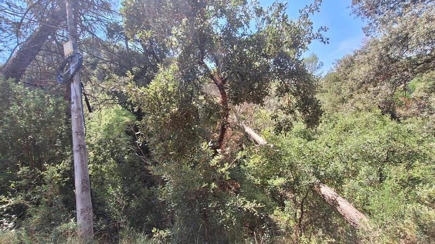Fonollosa es compromet a treure els arbres caiguts que afecten línies elèctriques