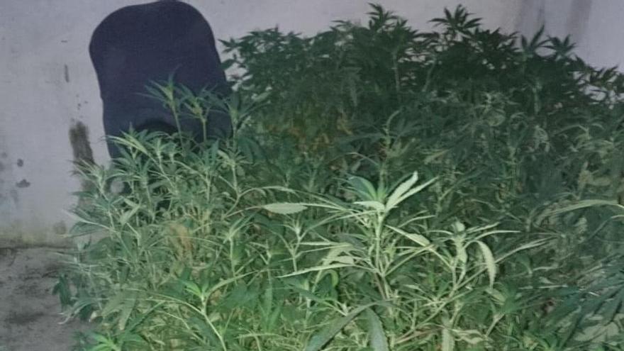 Desmantelan en Enguera un cultivo de marihuana con  más de cien plantas