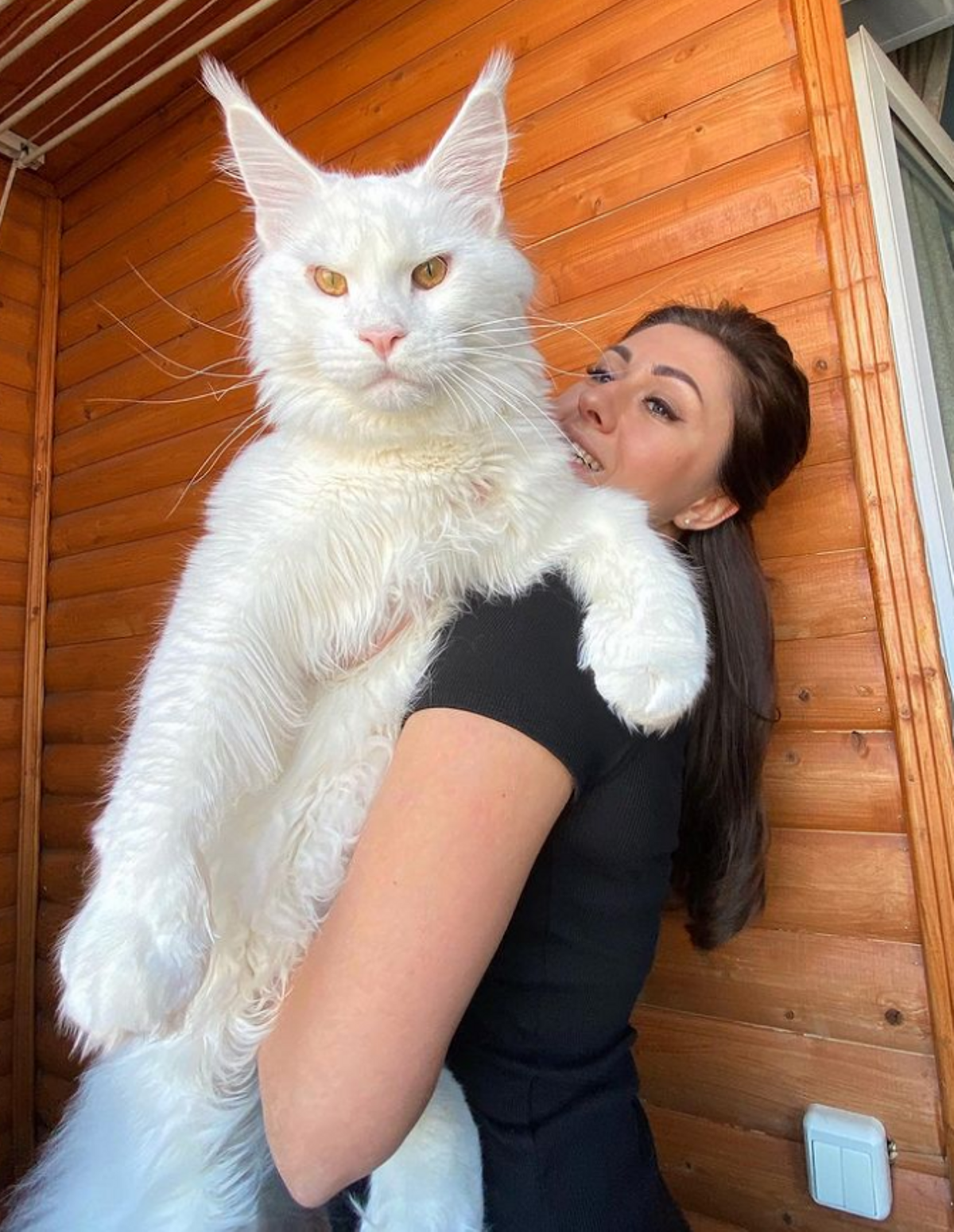 Kefir, el «gat més gran del món» fa metre i mig i pesa 12 quilos