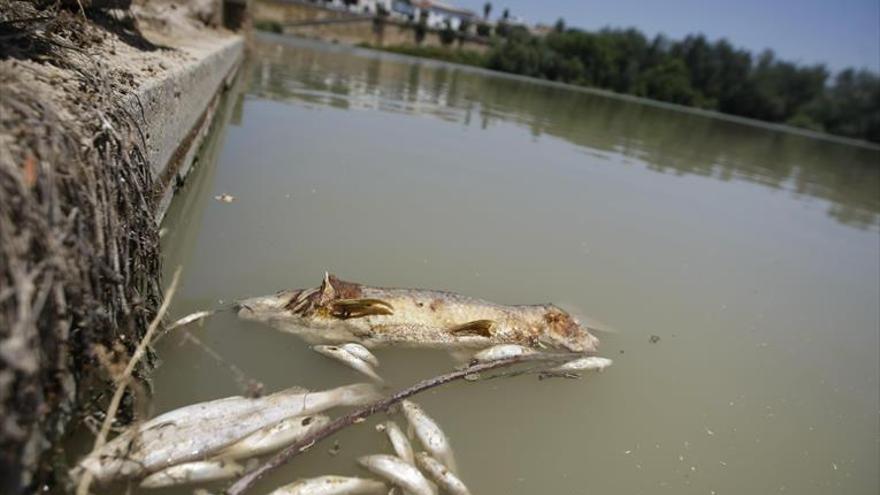 El río se recupera mientras la CHG retira 4.500 kilos de peces muertos