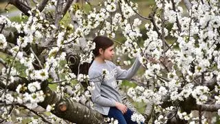 Cerezo en flor: el Valle del Jerte empieza a florecer