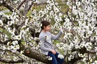 El Valle del Jerte avisa: esta semana es idónea para disfrutar de la floración del cerezo en flor
