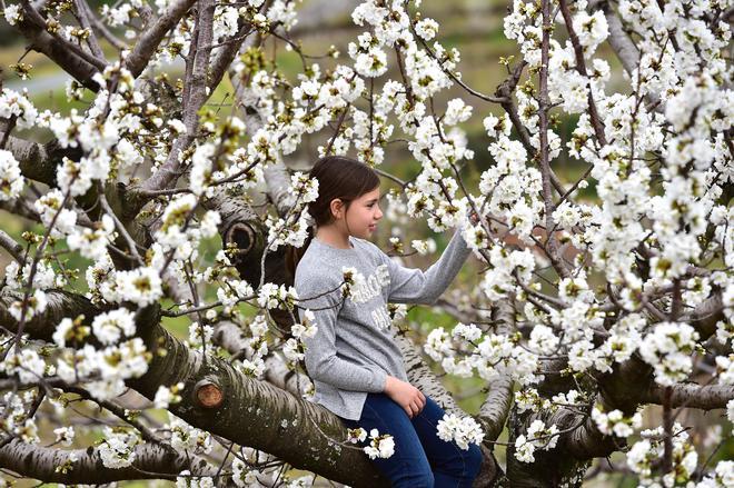 GALERÍA | Cerezo en flor: el Valle del Jerte empieza a florecer