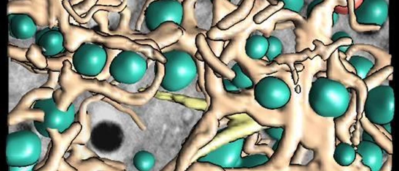 Viaje al interior de una célula en 3D