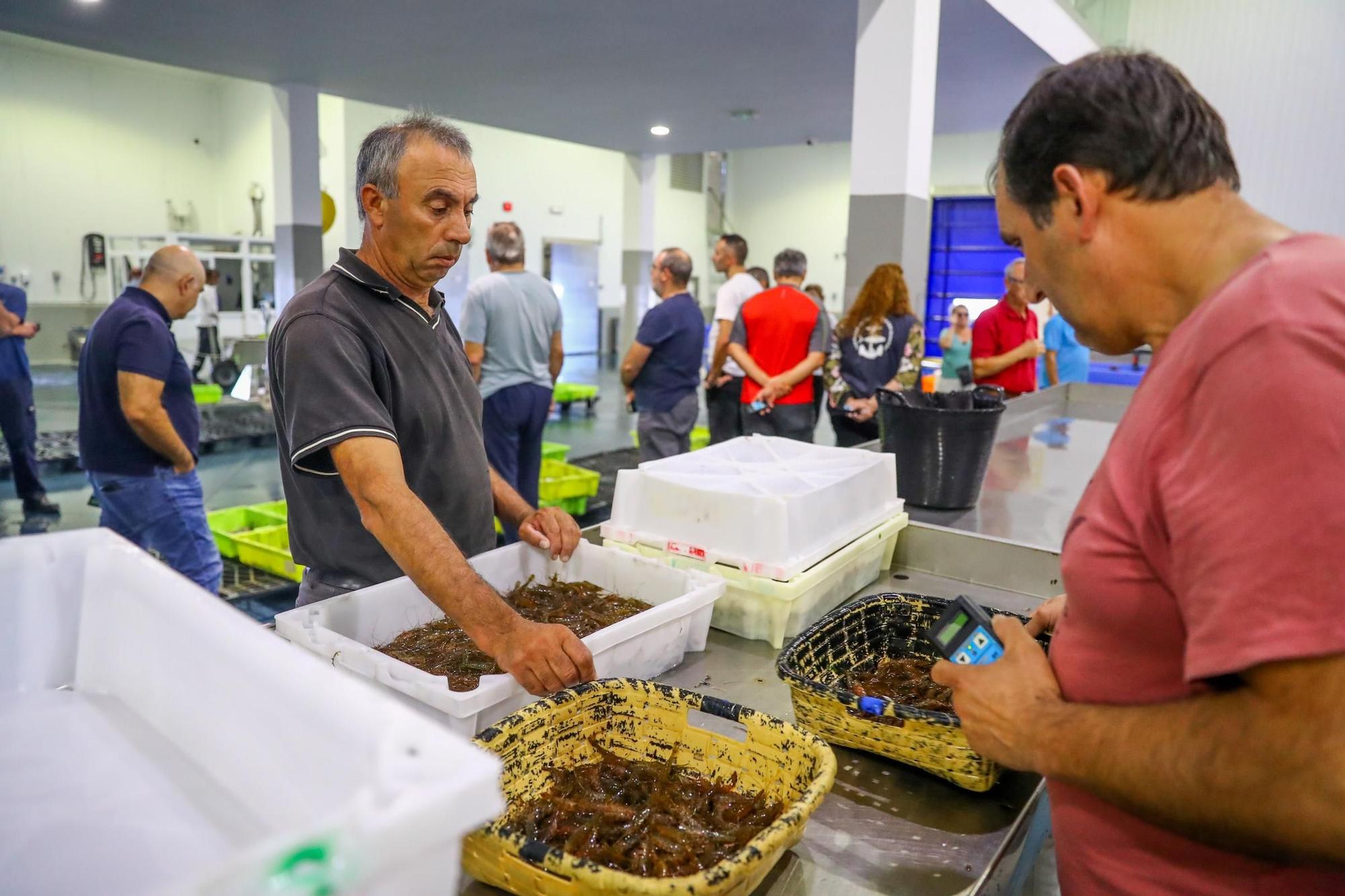 Los últimos retoques de la Festa do Marisco de O Grove.