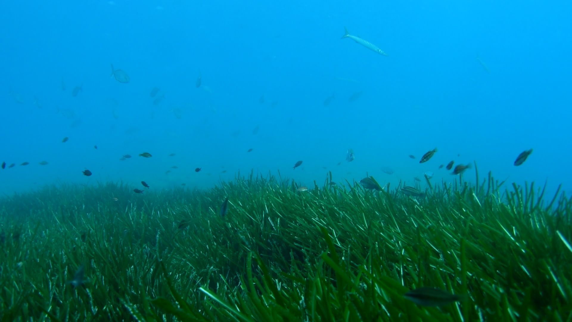Sie sorgt für ein sauberes Meer vor Mallorca: So sieht die Neptungraswiese vor Illetes aus