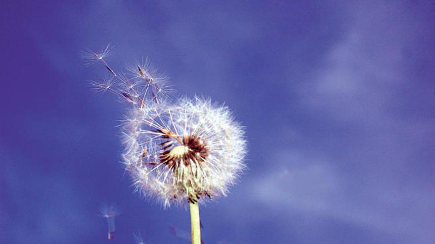 La primavera será suave para los alérgicos, tras el peor invierno en 25 años