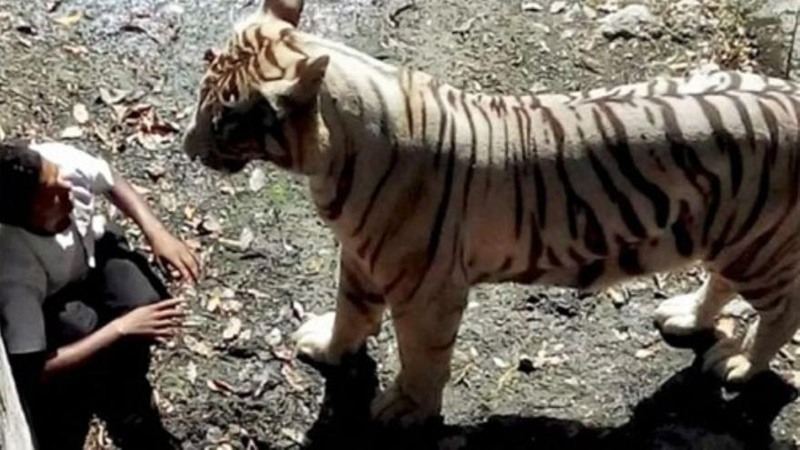 Un tigre blanco mata a un joven en un zoo de Nueva Delhi