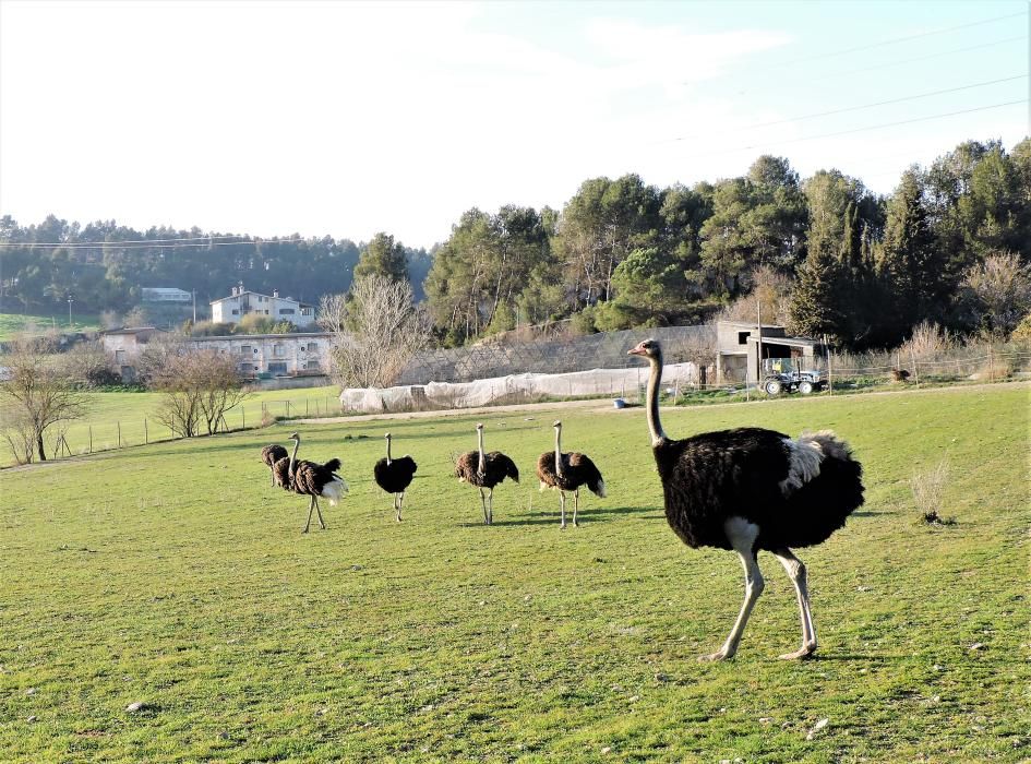 En grup. No és una sabana africana, aquest ramat d’estrussos es va poder veure a la carretera que va cap a Calders (Moianès).