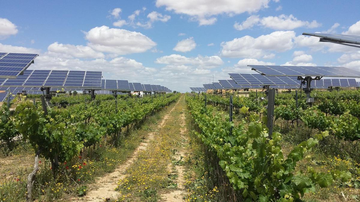 El proyecto Huerto Carrasco integra la generación de energía solar con viñas en Fuentealbilla (Castilla-La Mancha)
