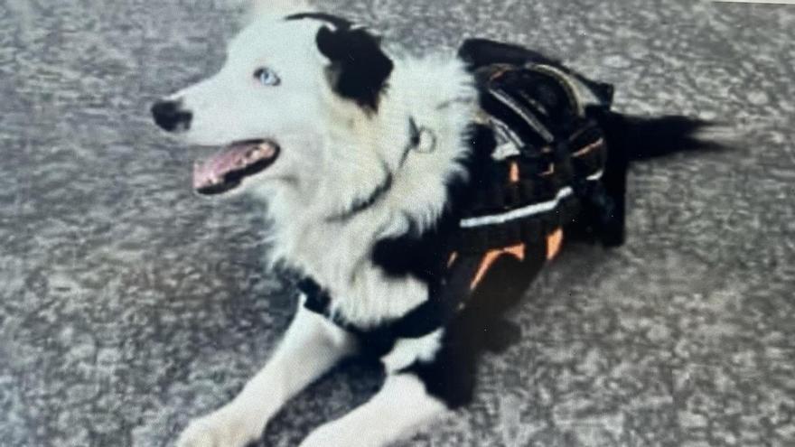 Aquest és el Tsunami, el border collie que ha rescatat desenes de persones a Veneçuela