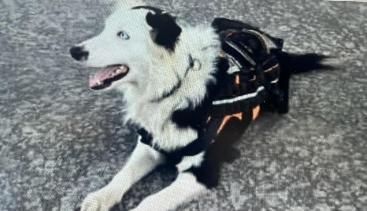 Tsunami, el Border Collie que ayuda al rescate de supervivientes en Venezuela.