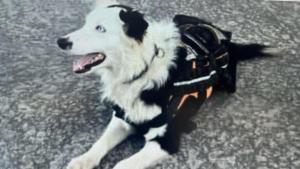 Tsunami, el Border Collie que ayuda al rescate de supervivientes en Venezuela.