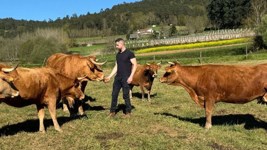Bueyes con sabor a los prados de Camanzo