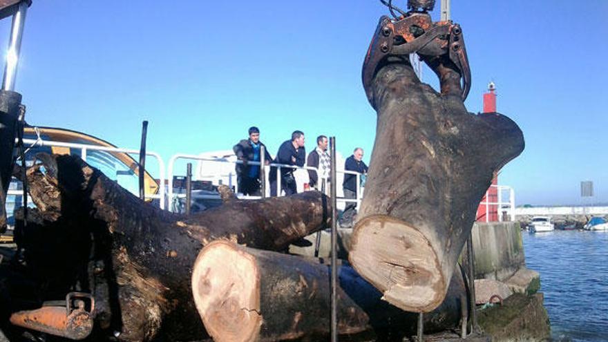 Ramas de eucalipto verde, 16 onzas.